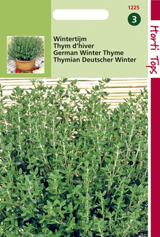 Thymian Echter (Thymus vulgaris) 1500 Samen HT